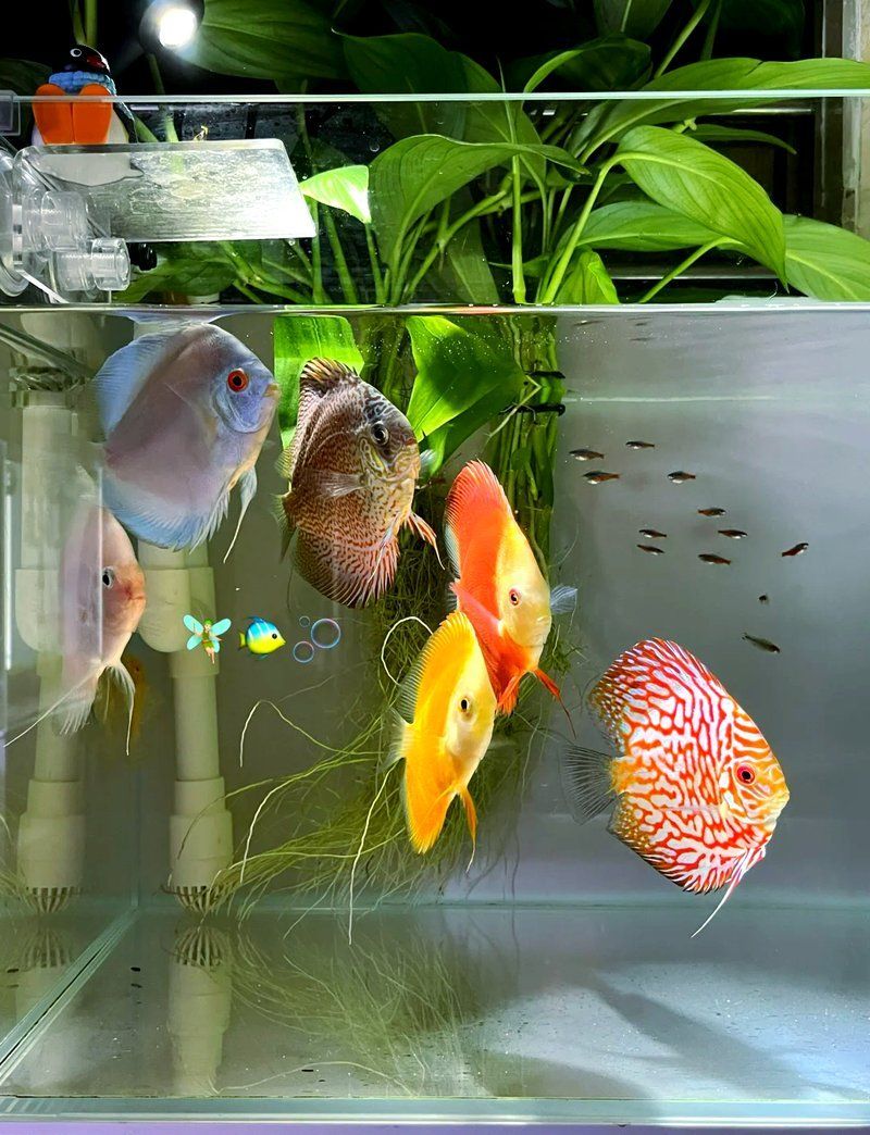 能詳細解釋一下60升魚缸的養魚技巧嗎，60升魚缸養殖技巧