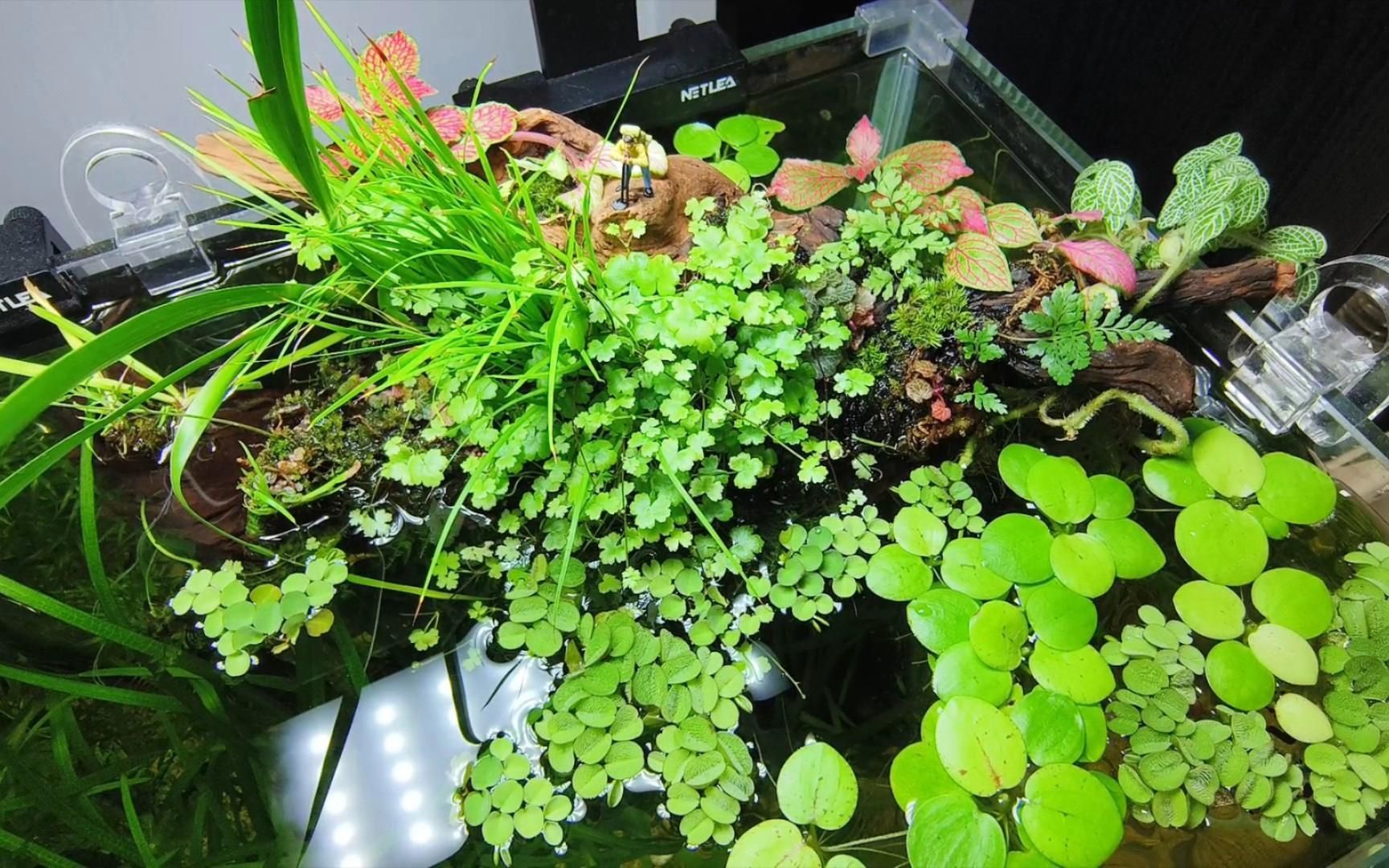 魚缸的裝飾物有哪些講究，魚缸裝飾品牌的選擇