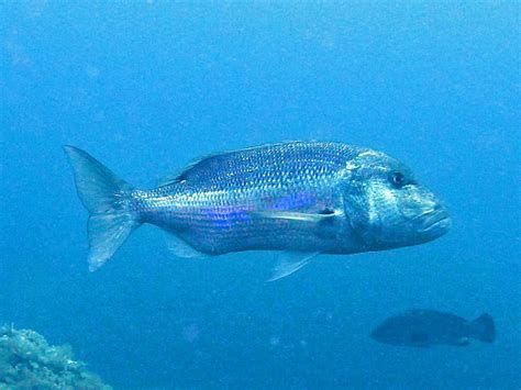 龍魚打架后最怕三個東西，龍魚打架后最害怕的三個東西 龍魚打架后最怕三個東西，龍魚打架后最害怕的三個東西 龍魚百科 第3張
