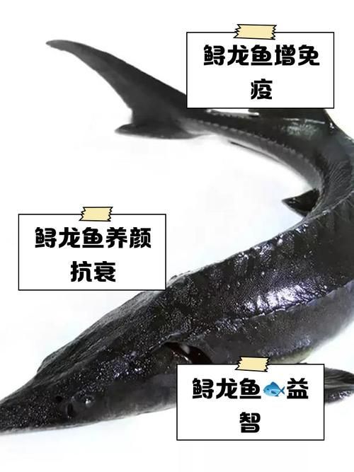 大豐收的龍魚有哪些營養(yǎng)價值,大豐收的龍魚有哪些營養(yǎng)價值大豐收的龍魚有哪些品種 龍魚百科 第4張 大豐收的龍魚有哪些營養(yǎng)價值,大豐收的龍魚有哪些營養(yǎng)價值大豐收的龍魚有哪些品種 大豐收的龍魚有哪些營養(yǎng)價值,大豐收的龍魚有哪些營養(yǎng)價值大豐收的龍魚有哪些品種 龍魚百科 第4張
