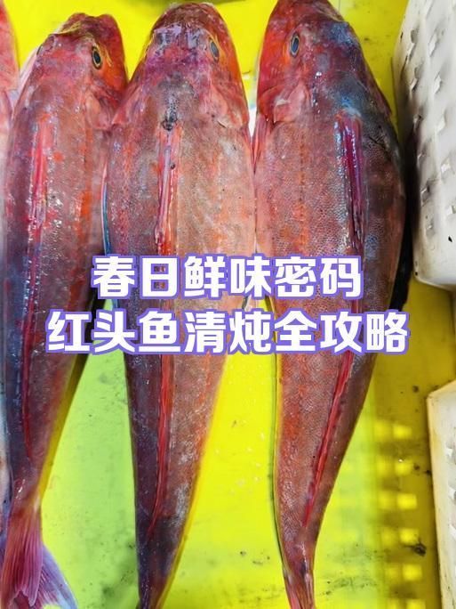 推薦幾道紅頭魚的經(jīng)典做法 推薦幾道紅頭魚的經(jīng)典做法 龍魚百科 第1張