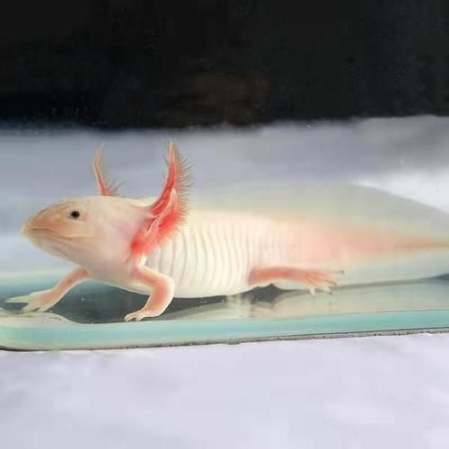 六角龍魚有哪些顏色品種？，六角龍魚的顏色及種類 六角龍魚有哪些顏色品種？，六角龍魚的顏色及種類 龍魚百科 第17張