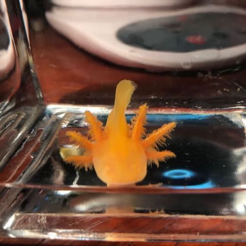 六角龍魚有哪些顏色品種？，六角龍魚的顏色及種類 六角龍魚有哪些顏色品種？，六角龍魚的顏色及種類 龍魚百科 第8張