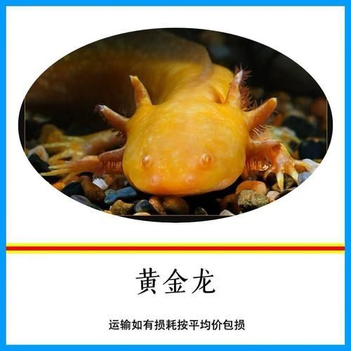 六角龍魚有哪些顏色品種？，六角龍魚的顏色及種類 六角龍魚有哪些顏色品種？，六角龍魚的顏色及種類 龍魚百科 第10張