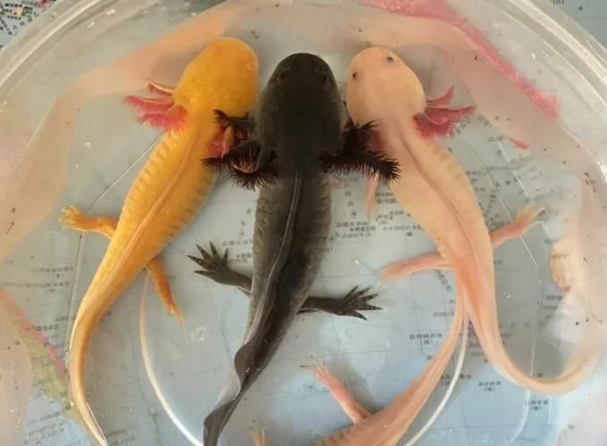 六角龍魚有哪些顏色品種？，六角龍魚的顏色及種類 六角龍魚有哪些顏色品種？，六角龍魚的顏色及種類 龍魚百科 第6張