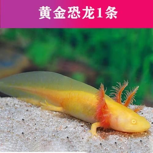 六角龍魚有哪些顏色品種？，六角龍魚的顏色及種類 六角龍魚有哪些顏色品種？，六角龍魚的顏色及種類 龍魚百科 第13張