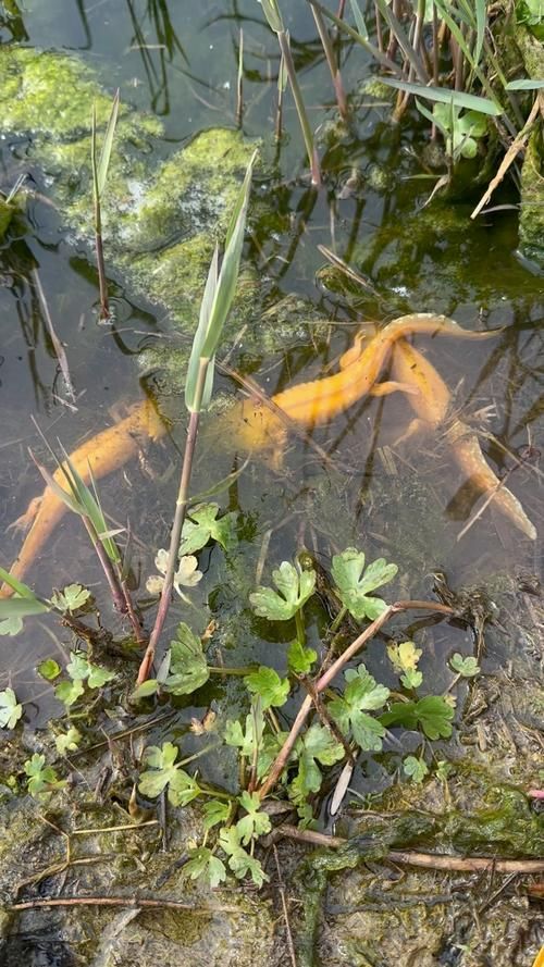 六角龍魚有哪些顏色品種？，六角龍魚的顏色及種類 六角龍魚有哪些顏色品種？，六角龍魚的顏色及種類 龍魚百科 第9張