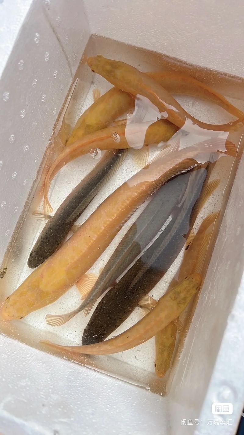 六角龍魚有哪些顏色品種？，六角龍魚的顏色及種類 六角龍魚有哪些顏色品種？，六角龍魚的顏色及種類 龍魚百科 第3張