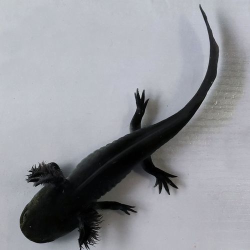 六角龍魚有哪些顏色品種？，六角龍魚的顏色及種類 六角龍魚有哪些顏色品種？，六角龍魚的顏色及種類 龍魚百科 第16張
