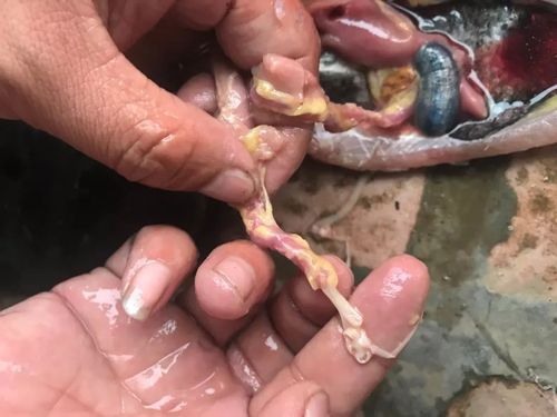 怎么判斷魚有沒有寄生蟲，arxiv論文助手判斷魚類寄生蟲是否有寄生蟲視覺識別指南 怎么判斷魚有沒有寄生蟲，arxiv論文助手判斷魚類寄生蟲是否有寄生蟲視覺識別指南 龍魚百科 第7張