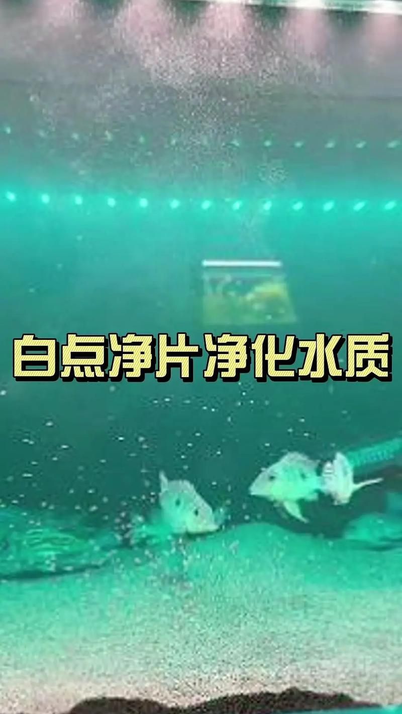 怎么判斷魚有沒有寄生蟲，arxiv論文助手判斷魚類寄生蟲是否有寄生蟲視覺識別指南 怎么判斷魚有沒有寄生蟲，arxiv論文助手判斷魚類寄生蟲是否有寄生蟲視覺識別指南 龍魚百科 第16張