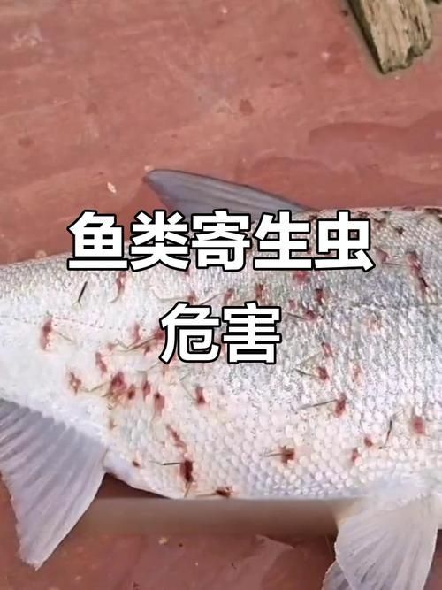怎么判斷魚有沒有寄生蟲，arxiv論文助手判斷魚類寄生蟲是否有寄生蟲視覺識別指南 怎么判斷魚有沒有寄生蟲，arxiv論文助手判斷魚類寄生蟲是否有寄生蟲視覺識別指南 龍魚百科 第4張