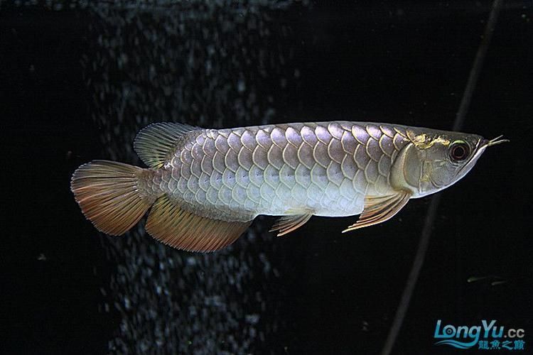 給我推薦一些立達(dá)金龍魚的品種，立達(dá)金龍魚怎么養(yǎng)？