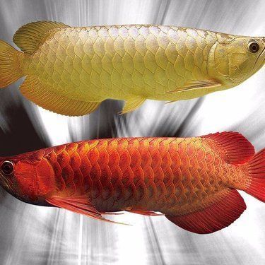 給我推薦一些立達(dá)金龍魚的品種，立達(dá)金龍魚怎么養(yǎng)？