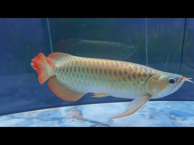 大方龍魚的市場價格是多少，大方龍魚的市場價格