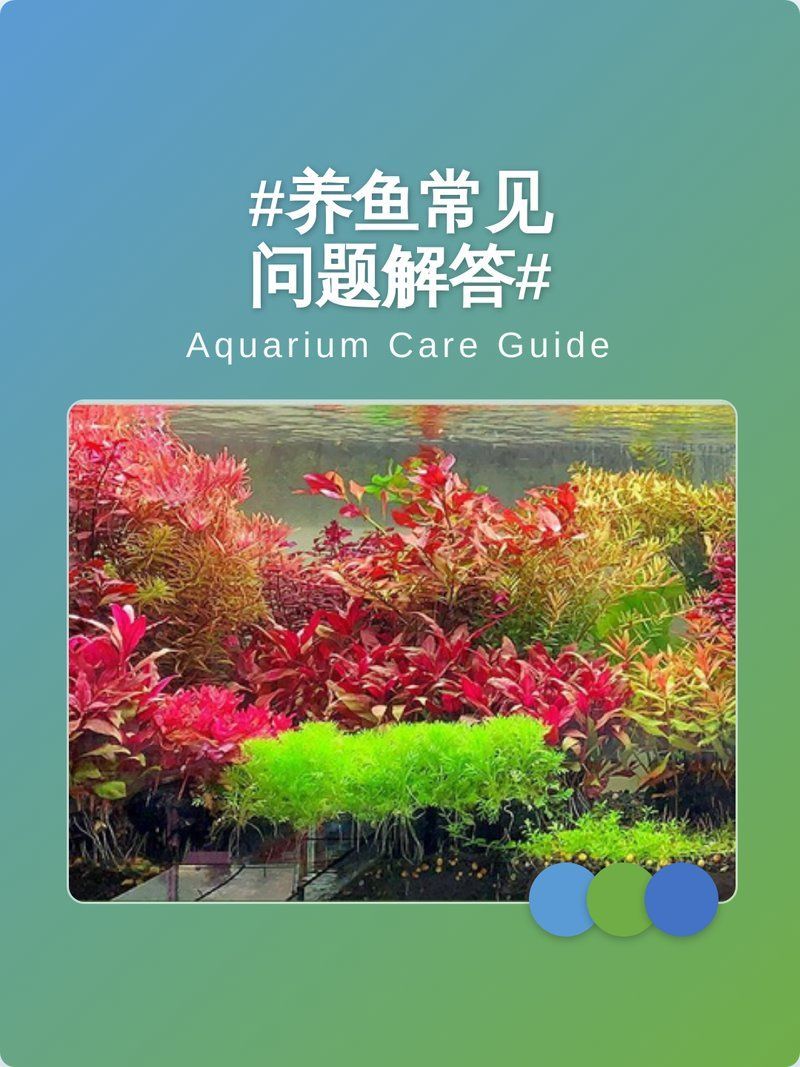 能否提供更多養(yǎng)魚知識，養(yǎng)魚基本指南