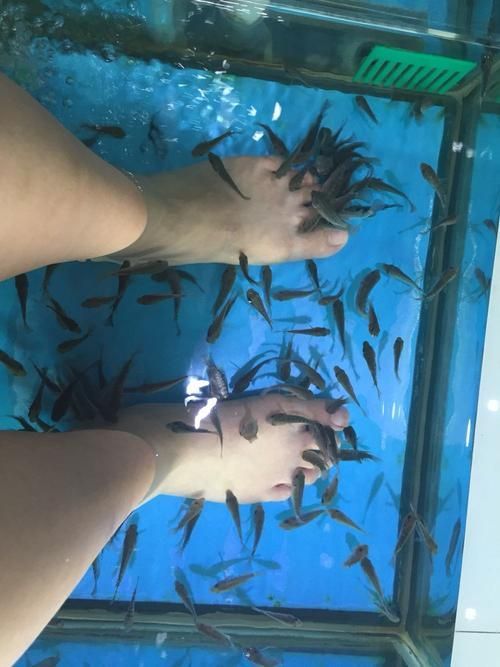 人工繁殖西青龍魚需要哪些條件,人工繁殖西青龍魚的技術要素 龍魚百科 第4張 人工繁殖西青龍魚需要哪些條件,人工繁殖西青龍魚的技術要素 人工繁殖西青龍魚需要哪些條件,人工繁殖西青龍魚的技術要素 龍魚百科 第4張