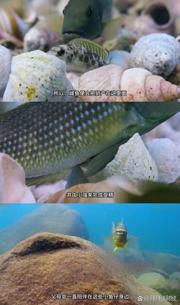 人工繁殖西青龍魚需要哪些條件,人工繁殖西青龍魚的技術要素 龍魚百科 第3張 人工繁殖西青龍魚需要哪些條件,人工繁殖西青龍魚的技術要素 人工繁殖西青龍魚需要哪些條件,人工繁殖西青龍魚的技術要素 龍魚百科 第3張