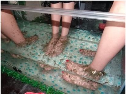 人工繁殖西青龍魚需要哪些條件,人工繁殖西青龍魚的技術要素 龍魚百科 第2張 人工繁殖西青龍魚需要哪些條件,人工繁殖西青龍魚的技術要素 人工繁殖西青龍魚需要哪些條件,人工繁殖西青龍魚的技術要素 龍魚百科 第2張
