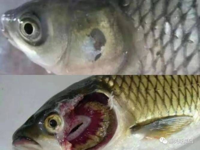 如何預(yù)防魚類爛鰓病的發(fā)生，魚類爛鰓病系統(tǒng)性預(yù)防
