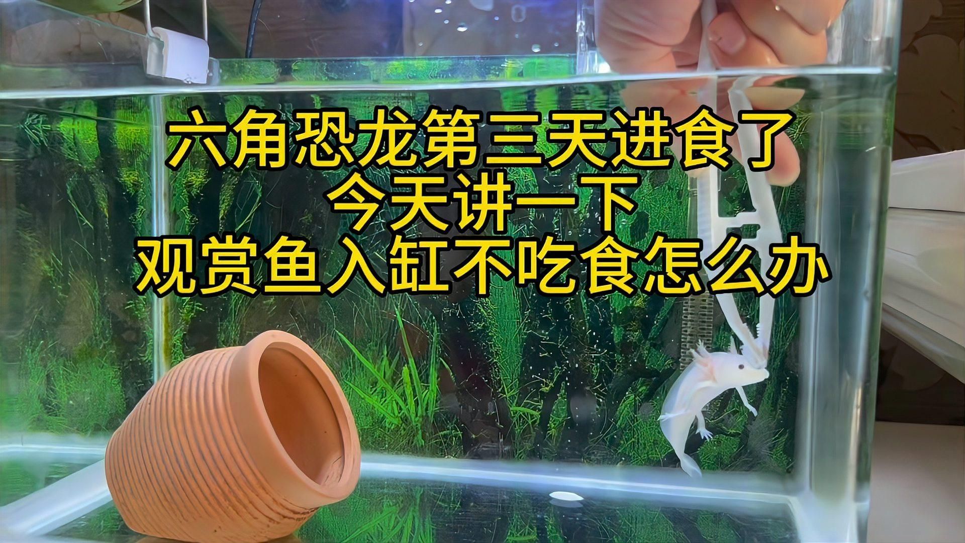 六角恐龍魚能記住多久的喂食信號，7天六角恐龍魚喂食信號訓練計劃