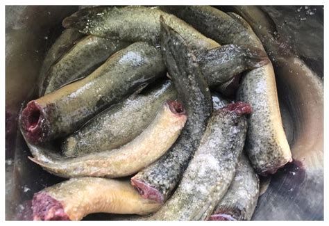 有哪些食物對龍魚有益？，龍魚營養攻略