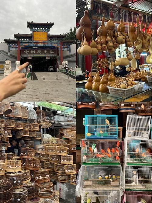 哪里可以買(mǎi)到正宗的紅龍魚(yú)魚(yú)苗？，——1000字詳解與權(quán)威購(gòu)買(mǎi)正宗紅龍魚(yú)魚(yú)苗