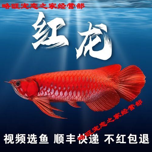 哪里可以買(mǎi)到正宗的紅龍魚(yú)魚(yú)苗？，——1000字詳解與權(quán)威購(gòu)買(mǎi)正宗紅龍魚(yú)魚(yú)苗