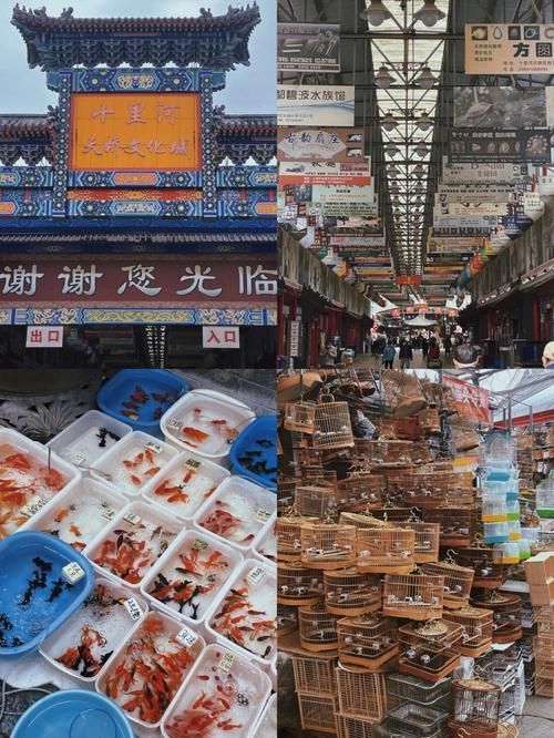 哪里可以買(mǎi)到正宗的紅龍魚(yú)魚(yú)苗？，——1000字詳解與權(quán)威購(gòu)買(mǎi)正宗紅龍魚(yú)魚(yú)苗