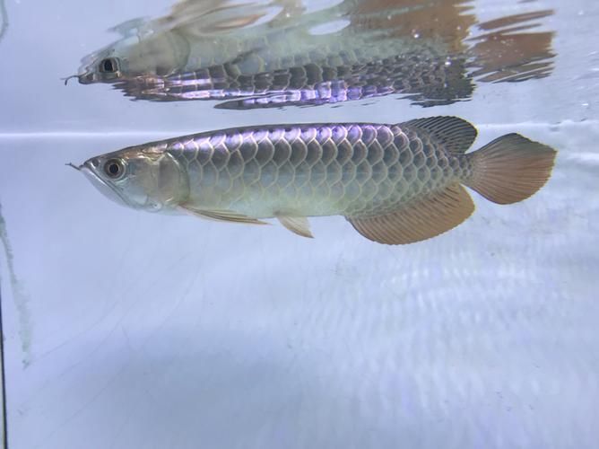 立達金龍魚有哪些稀有品種？，立達金龍魚中的“立達金龍魚中的“立達金龍魚中的立達金龍魚中的 立達金龍魚有哪些稀有品種？，立達金龍魚中的“立達金龍魚中的“立達金龍魚中的立達金龍魚中的 龍魚百科 第6張