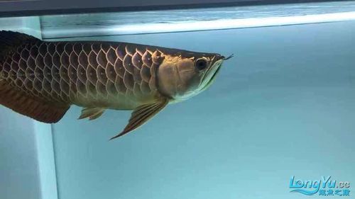 立達金龍魚有哪些稀有品種？，立達金龍魚中的“立達金龍魚中的“立達金龍魚中的立達金龍魚中的 立達金龍魚有哪些稀有品種？，立達金龍魚中的“立達金龍魚中的“立達金龍魚中的立達金龍魚中的 龍魚百科 第12張