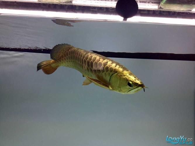 立達金龍魚有哪些稀有品種？，立達金龍魚中的“立達金龍魚中的“立達金龍魚中的立達金龍魚中的 立達金龍魚有哪些稀有品種？，立達金龍魚中的“立達金龍魚中的“立達金龍魚中的立達金龍魚中的 龍魚百科 第7張