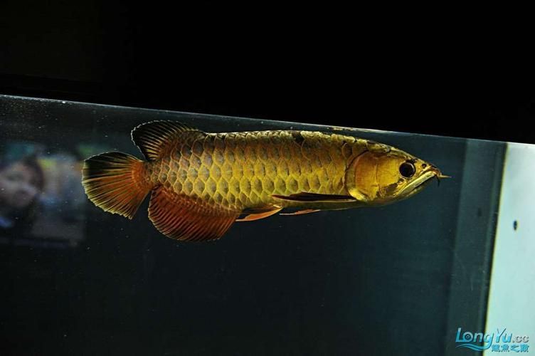 立達金龍魚有哪些稀有品種？，立達金龍魚中的“立達金龍魚中的“立達金龍魚中的立達金龍魚中的 立達金龍魚有哪些稀有品種？，立達金龍魚中的“立達金龍魚中的“立達金龍魚中的立達金龍魚中的 龍魚百科 第8張