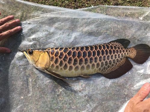 立達金龍魚有哪些稀有品種？，立達金龍魚中的“立達金龍魚中的“立達金龍魚中的立達金龍魚中的 立達金龍魚有哪些稀有品種？，立達金龍魚中的“立達金龍魚中的“立達金龍魚中的立達金龍魚中的 龍魚百科 第2張