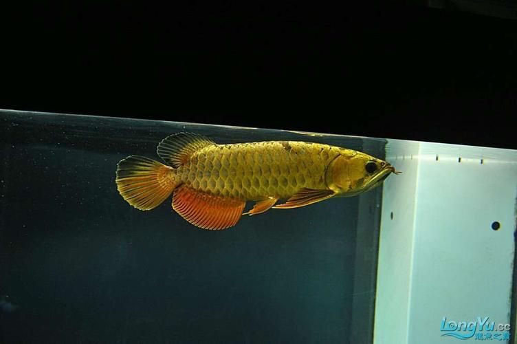 立達金龍魚有哪些稀有品種？，立達金龍魚中的“立達金龍魚中的“立達金龍魚中的立達金龍魚中的 立達金龍魚有哪些稀有品種？，立達金龍魚中的“立達金龍魚中的“立達金龍魚中的立達金龍魚中的 龍魚百科 第11張