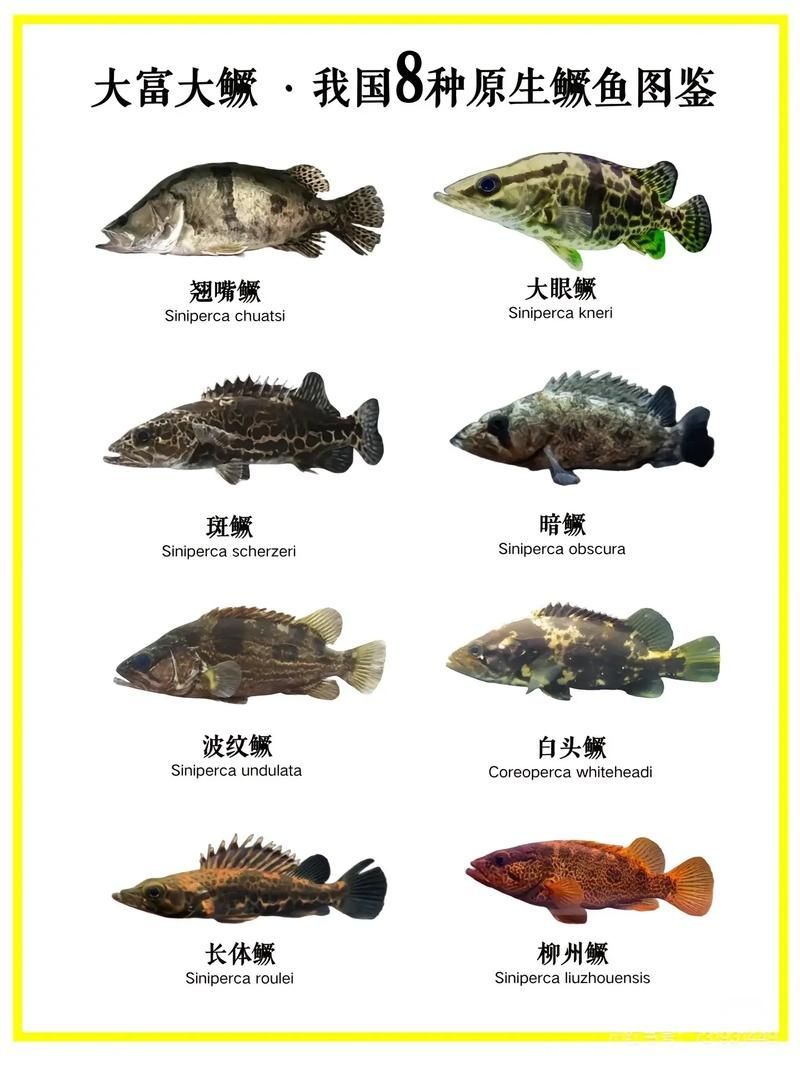 能否提供國內十大品牌魚的圖片，十大品牌魚中哪個最有名如何辨別十大品牌魚的真偽 能否提供國內十大品牌魚的圖片，十大品牌魚中哪個最有名如何辨別十大品牌魚的真偽 龍魚百科 第1張