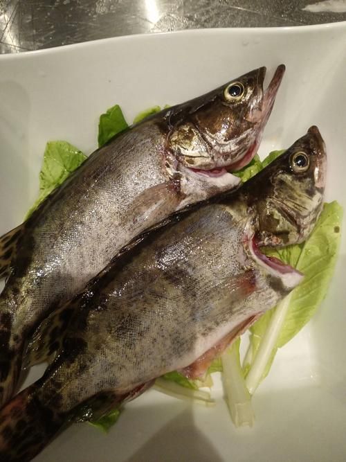 能否提供國內十大品牌魚的圖片，十大品牌魚中哪個最有名如何辨別十大品牌魚的真偽 能否提供國內十大品牌魚的圖片，十大品牌魚中哪個最有名如何辨別十大品牌魚的真偽 龍魚百科 第2張