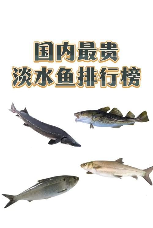 能否提供國內十大品牌魚的圖片，十大品牌魚中哪個最有名如何辨別十大品牌魚的真偽 能否提供國內十大品牌魚的圖片，十大品牌魚中哪個最有名如何辨別十大品牌魚的真偽 龍魚百科 第9張