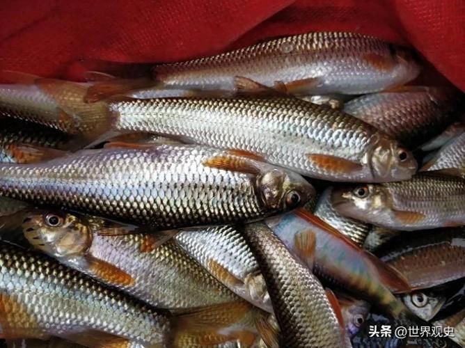 能否提供國內十大品牌魚的圖片，十大品牌魚中哪個最有名如何辨別十大品牌魚的真偽 能否提供國內十大品牌魚的圖片，十大品牌魚中哪個最有名如何辨別十大品牌魚的真偽 龍魚百科 第14張