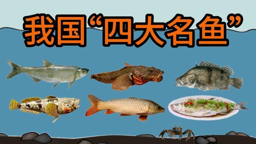 能否提供國內十大品牌魚的圖片，十大品牌魚中哪個最有名如何辨別十大品牌魚的真偽 能否提供國內十大品牌魚的圖片，十大品牌魚中哪個最有名如何辨別十大品牌魚的真偽 龍魚百科 第3張