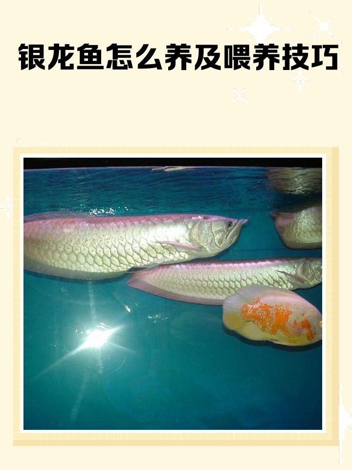 60公分銀龍魚的飼養方法，——銀龍魚養殖攻略 60公分銀龍魚的飼養方法，——銀龍魚養殖攻略 龍魚百科 第1張