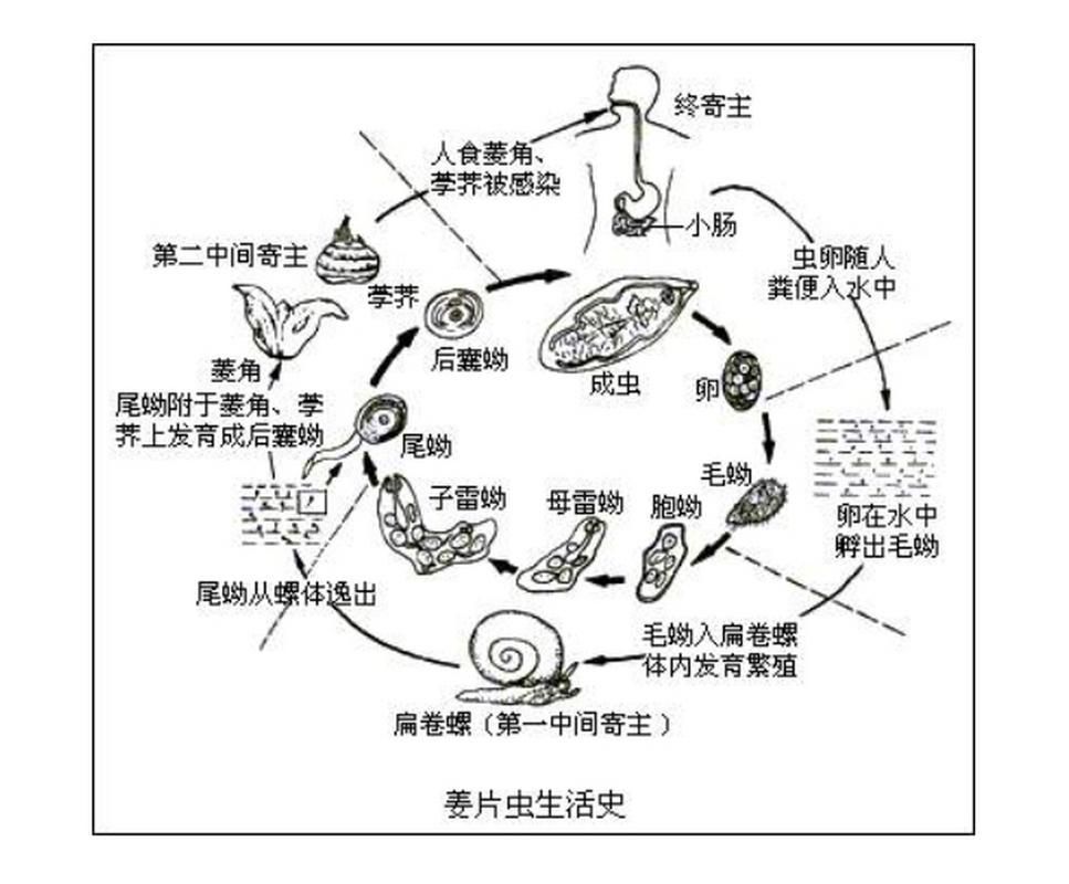 小瓜蟲和異尖線蟲的生活史是怎樣的，富媒體組件庫中關于小瓜蟲與異尖線蟲生活史的權威性與多樣性 小瓜蟲和異尖線蟲的生活史是怎樣的，富媒體組件庫中關于小瓜蟲與異尖線蟲生活史的權威性與多樣性 龍魚百科 第3張