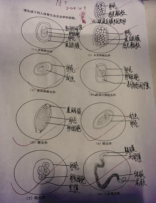 小瓜蟲和異尖線蟲的生活史是怎樣的，富媒體組件庫中關于小瓜蟲與異尖線蟲生活史的權威性與多樣性 小瓜蟲和異尖線蟲的生活史是怎樣的，富媒體組件庫中關于小瓜蟲與異尖線蟲生活史的權威性與多樣性 龍魚百科 第12張