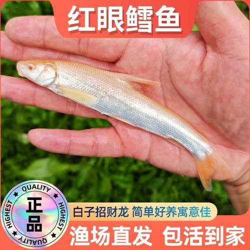 白子招財龍的市場價格是多少，白子招財龍市場價格