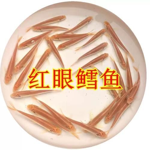 白子招財龍的市場價格是多少，白子招財龍市場價格