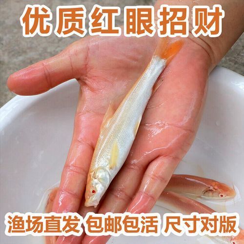 白子招財龍的市場價格是多少，白子招財龍市場價格