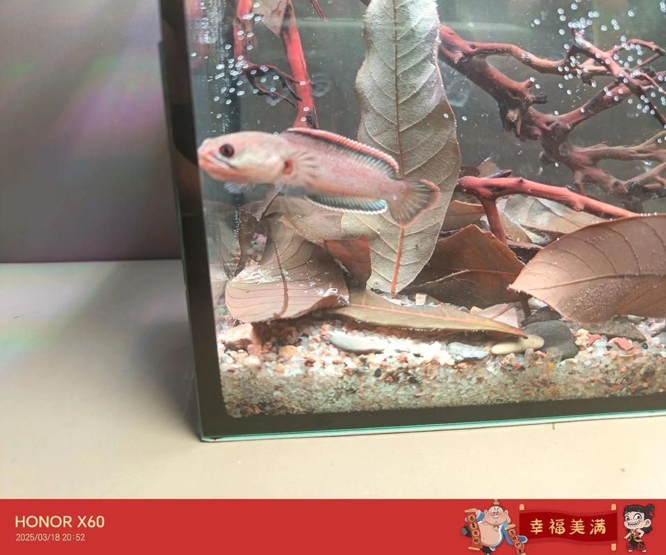 如何判斷龍魚鰓蓋起鼓是否嚴重？，arxiv論文arxiv論文助手判斷龍魚鰓蓋起鼓是否嚴重