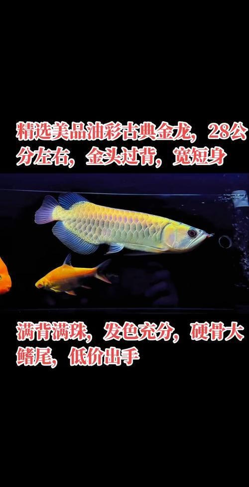 金頭古典過背金龍的價格是多少,金頭古典過背金龍的價格 龍魚百科 第4張 金頭古典過背金龍的價格是多少,金頭古典過背金龍的價格 金頭古典過背金龍的價格是多少,金頭古典過背金龍的價格 龍魚百科 第4張