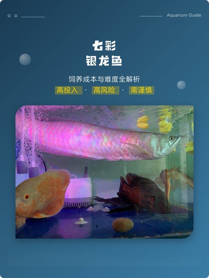 七彩銀龍屬于什么檔次，七彩銀龍魚價格是多少