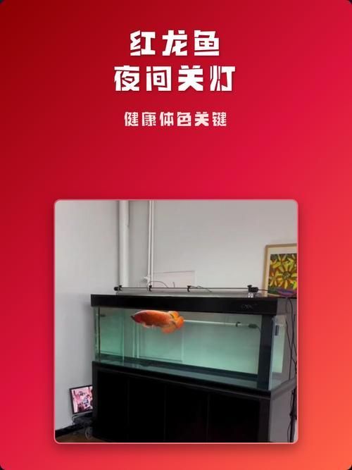 龍魚晚上關燈后需要多久適應黑暗？，關于龍魚適應黑暗的一些建議 龍魚晚上關燈后需要多久適應黑暗？，關于龍魚適應黑暗的一些建議 龍魚百科 第1張